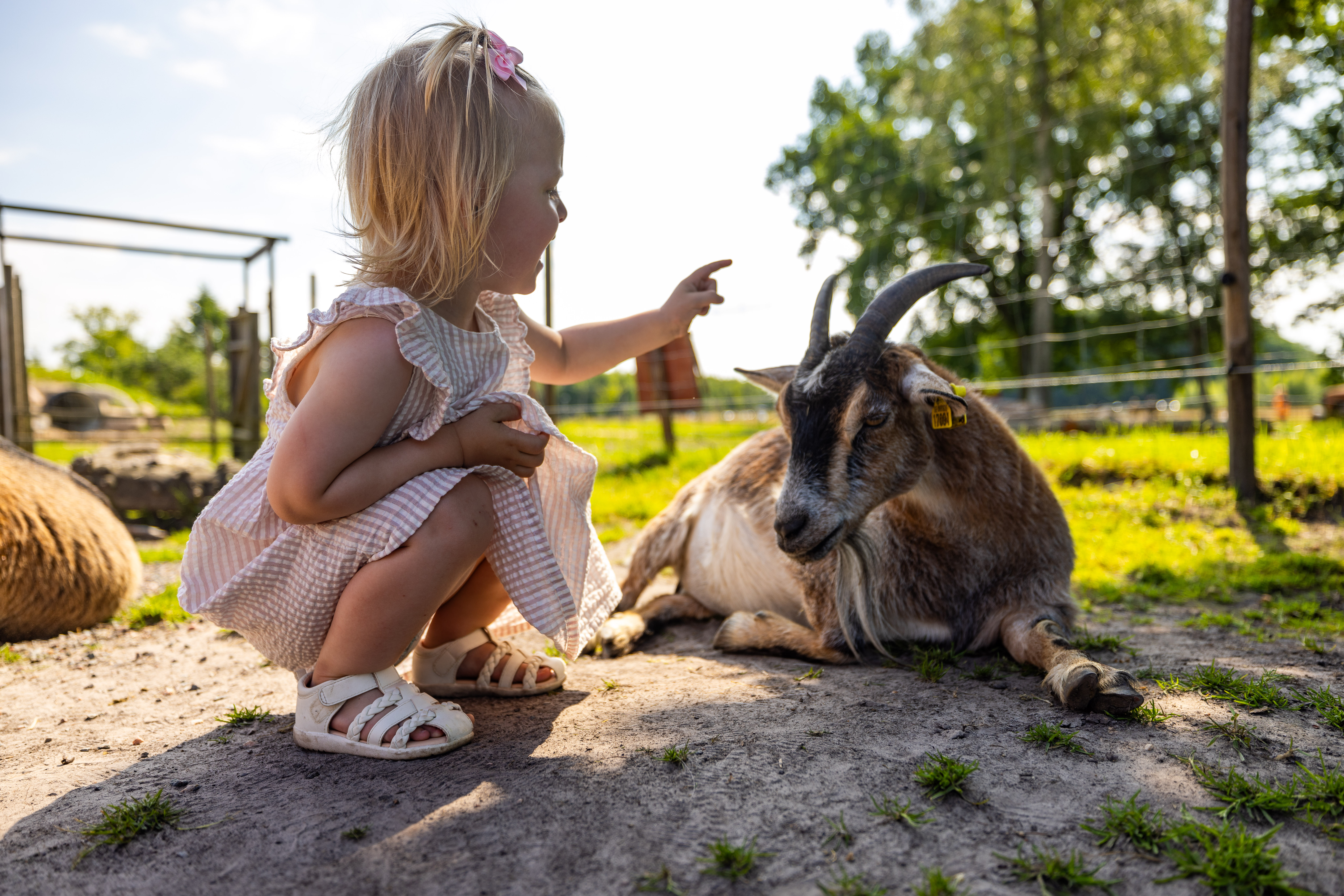 En liten tjej med en get